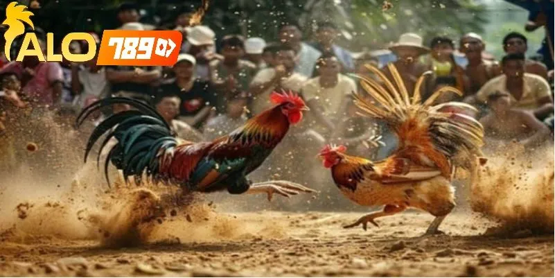 Đá Gà Trực Tiếp C1 Tại Alo789 – Sân Chơi Uy Tín Và Sống Động